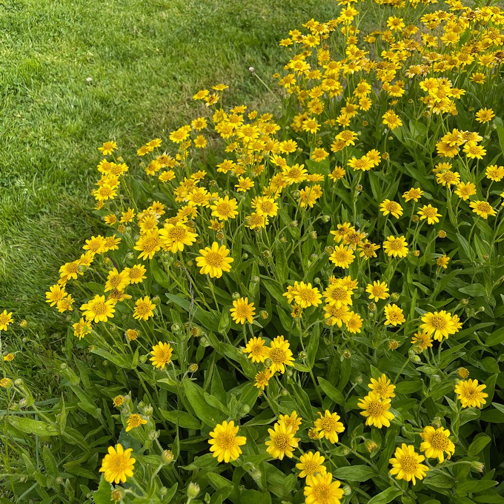 Amerikanische Bergarnika - Arnica chamissonis