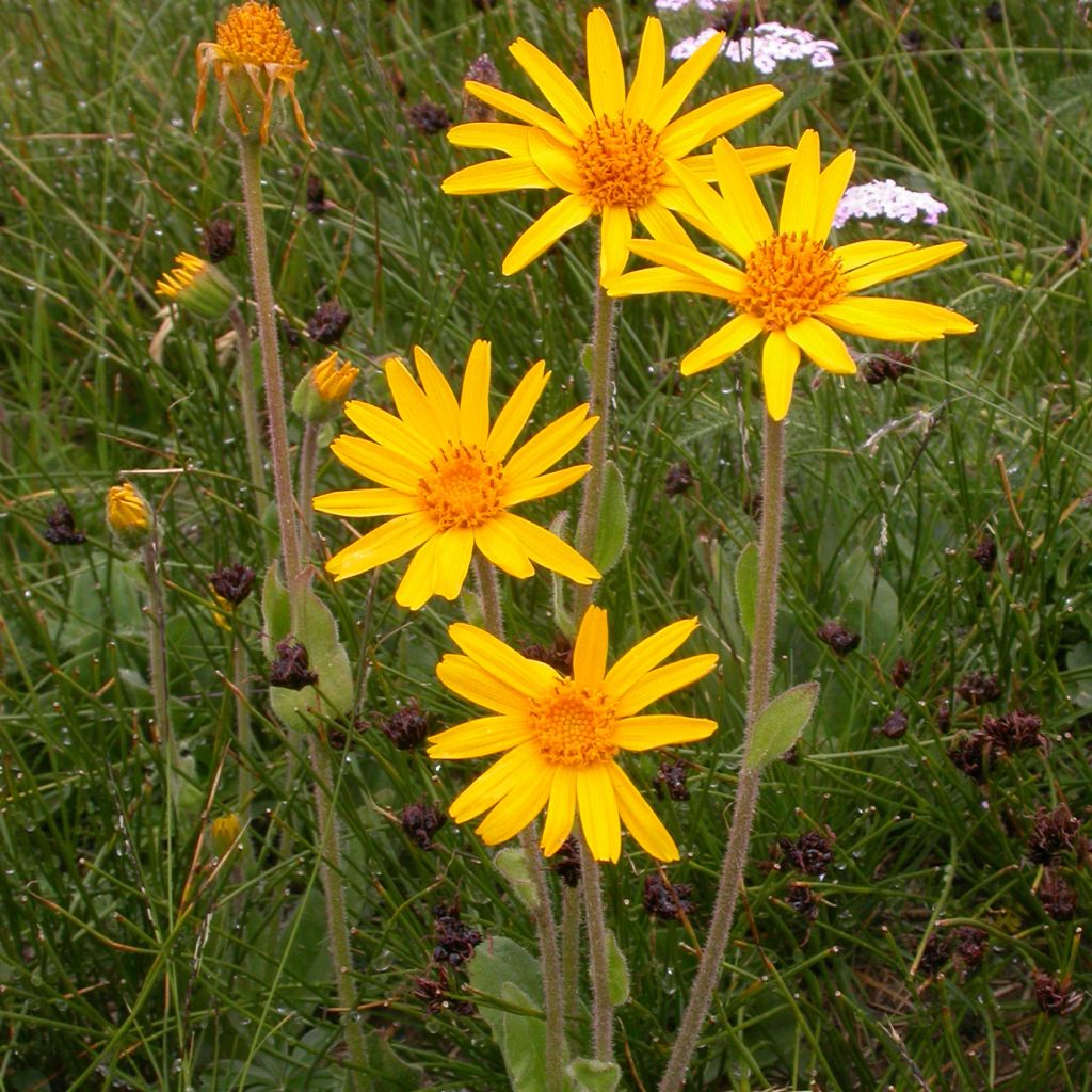 Arnika - Arnica montana