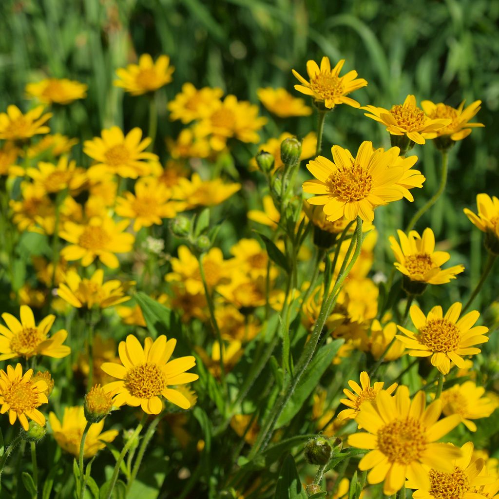 Arnika Bio - Arnica montana