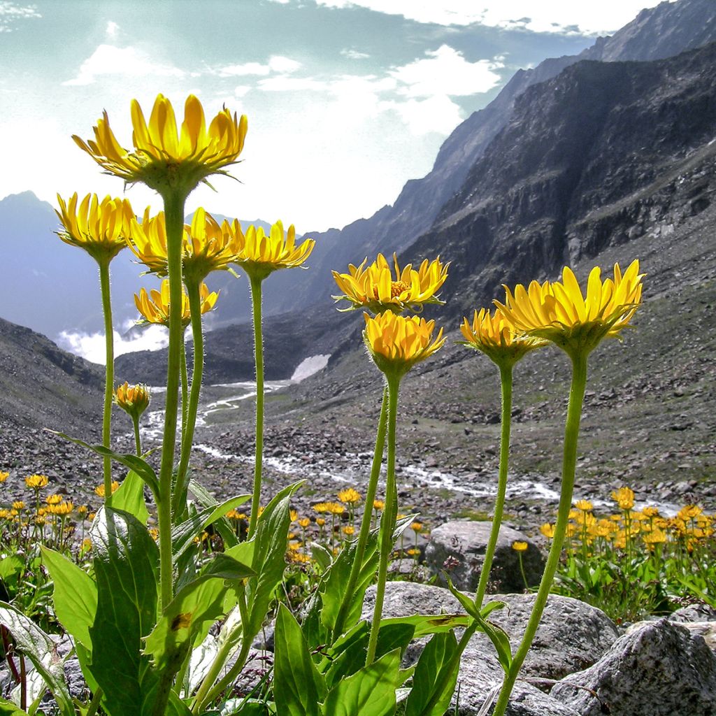 Arnika Bio - Arnica montana