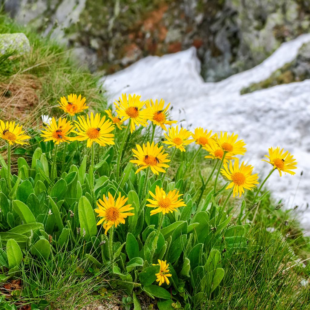 Arnika Bio - Arnica montana