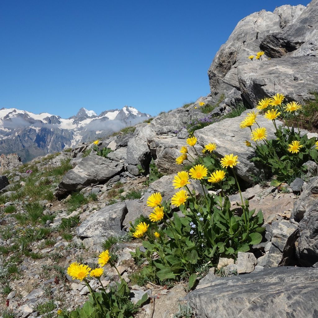 Arnika Bio - Arnica montana