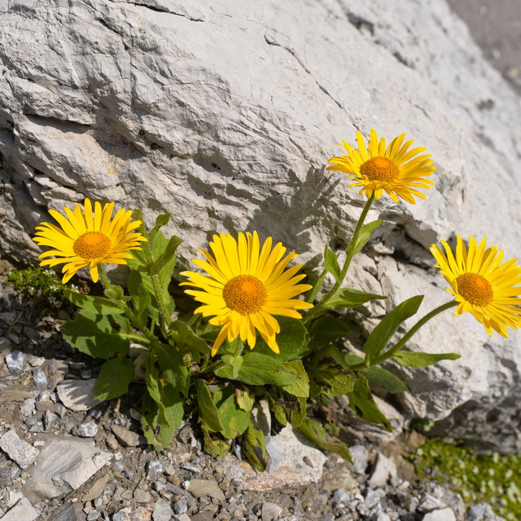 Arnika Bio - Arnica montana