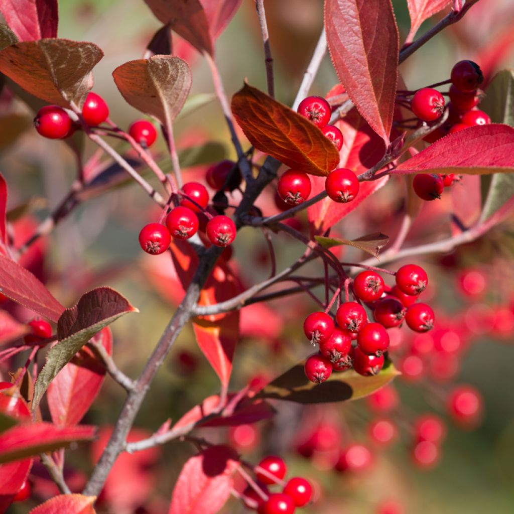 Filzige Apfelbeere Brilliant - Aronia arbutifolia