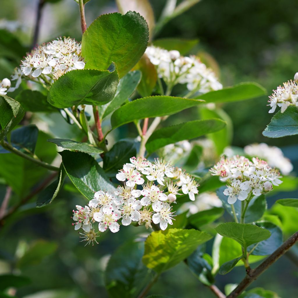 Filzige Apfelbeere Brilliant - Aronia arbutifolia