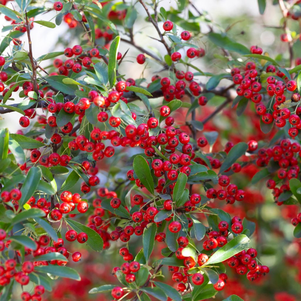 Filzige Apfelbeere Brilliant - Aronia arbutifolia