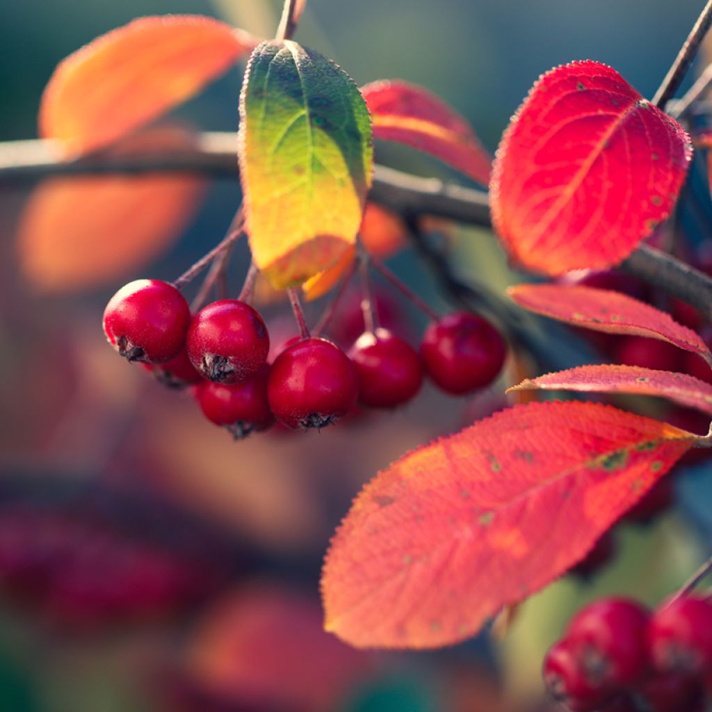 Filzige Apfelbeere Brilliant - Aronia arbutifolia