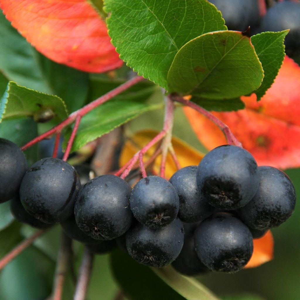 Apfelbeere - Aronia melanocarpa