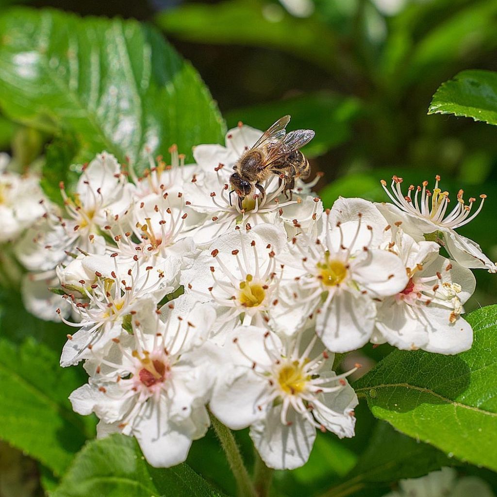 Apfelbeere - Aronia melanocarpa