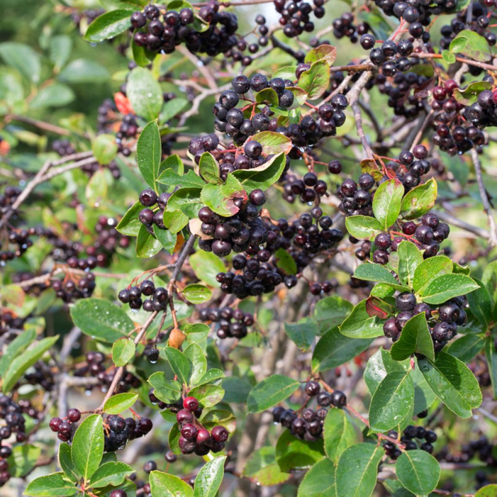 Apfelbeere - Aronia melanocarpa