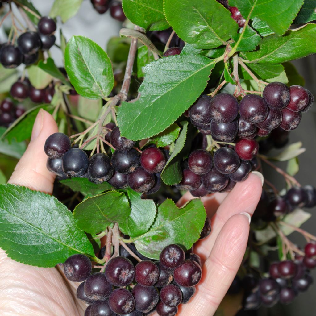 Apfelbeere - Aronia melanocarpa