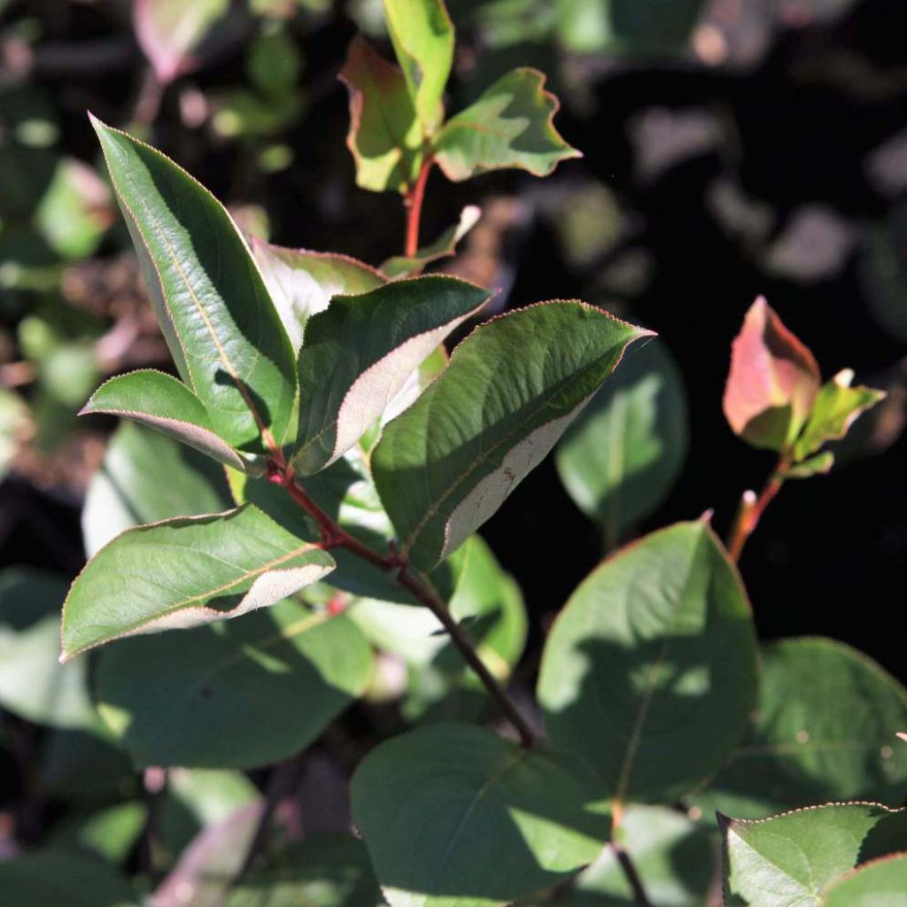 Apfelbeere Autumn Magic - Aronia melanocarpa