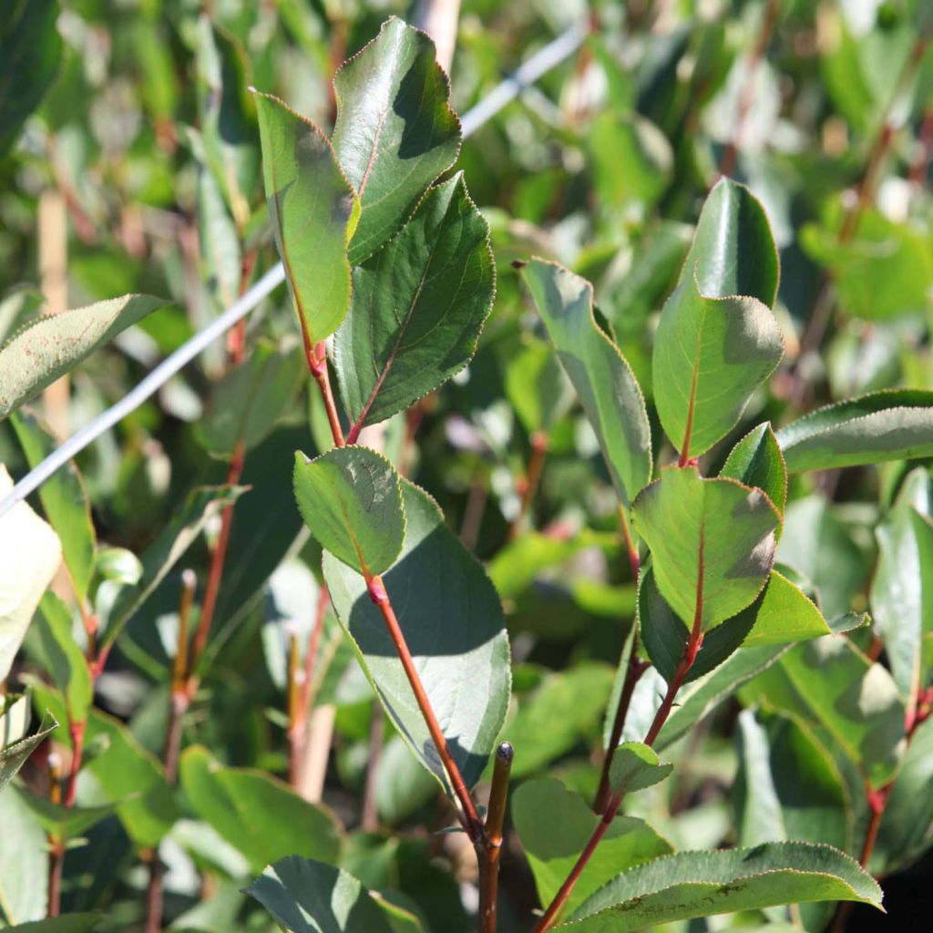 Apfelbeere Autumn Magic - Aronia melanocarpa