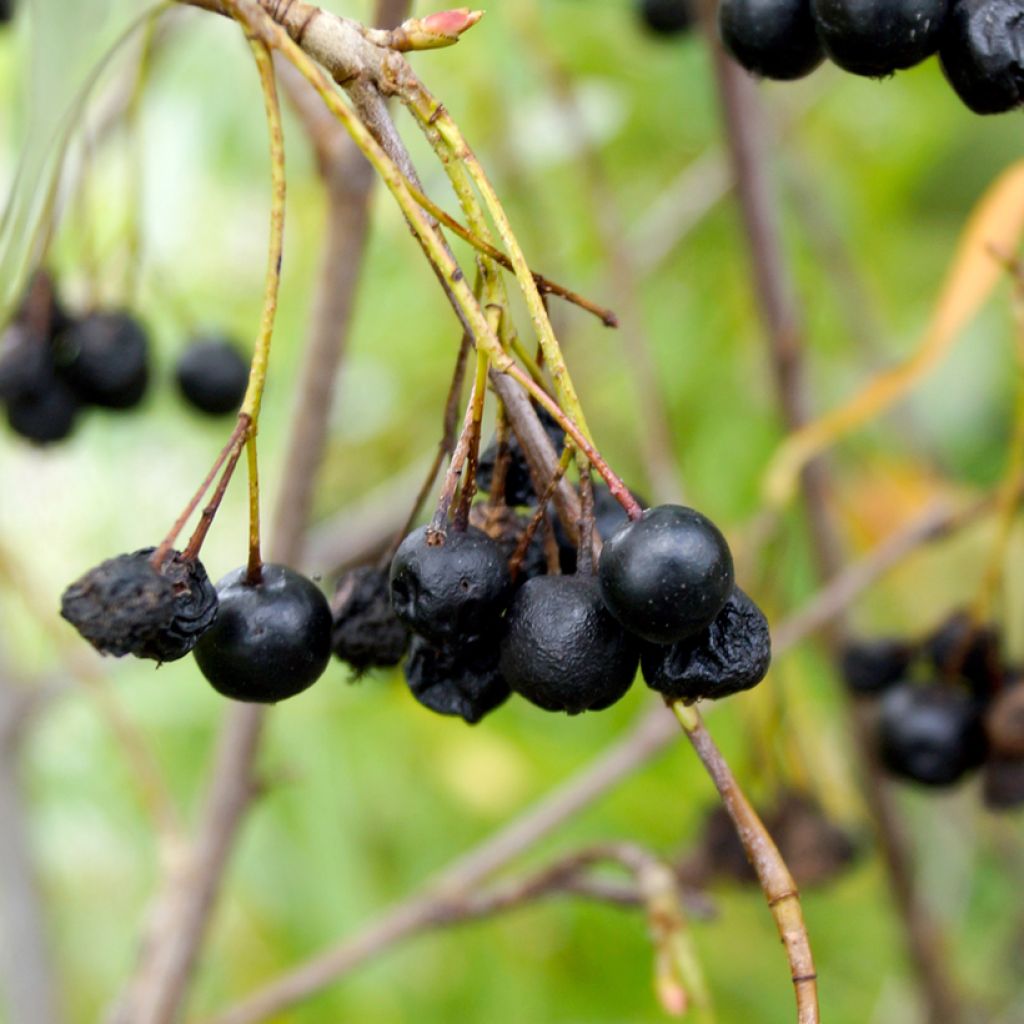 Apfelbeere Autumn Magic - Aronia melanocarpa