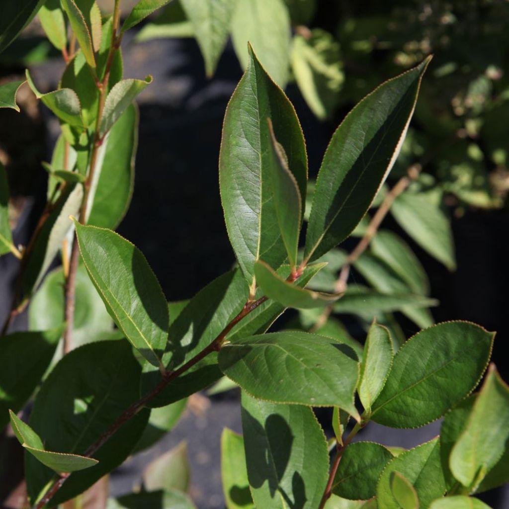 Aronia melanocarpa Hugin - Schwarze Apfelbeere