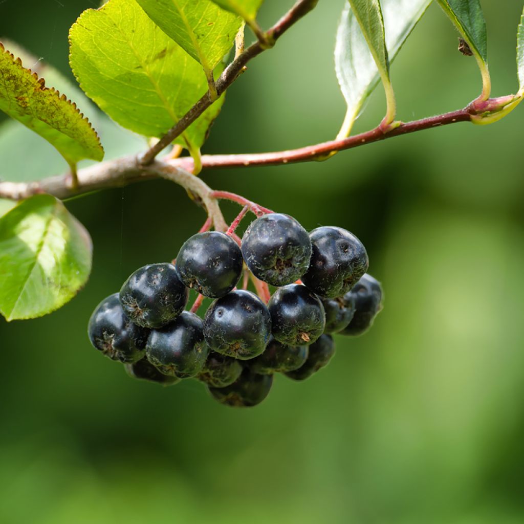 Aronia melanocarpa Professor Ed - Schwarze Apfelbeere