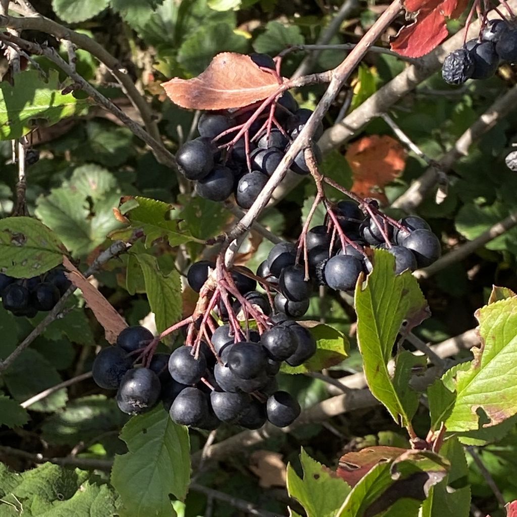 Aronia prunifolia Aron - Aronie