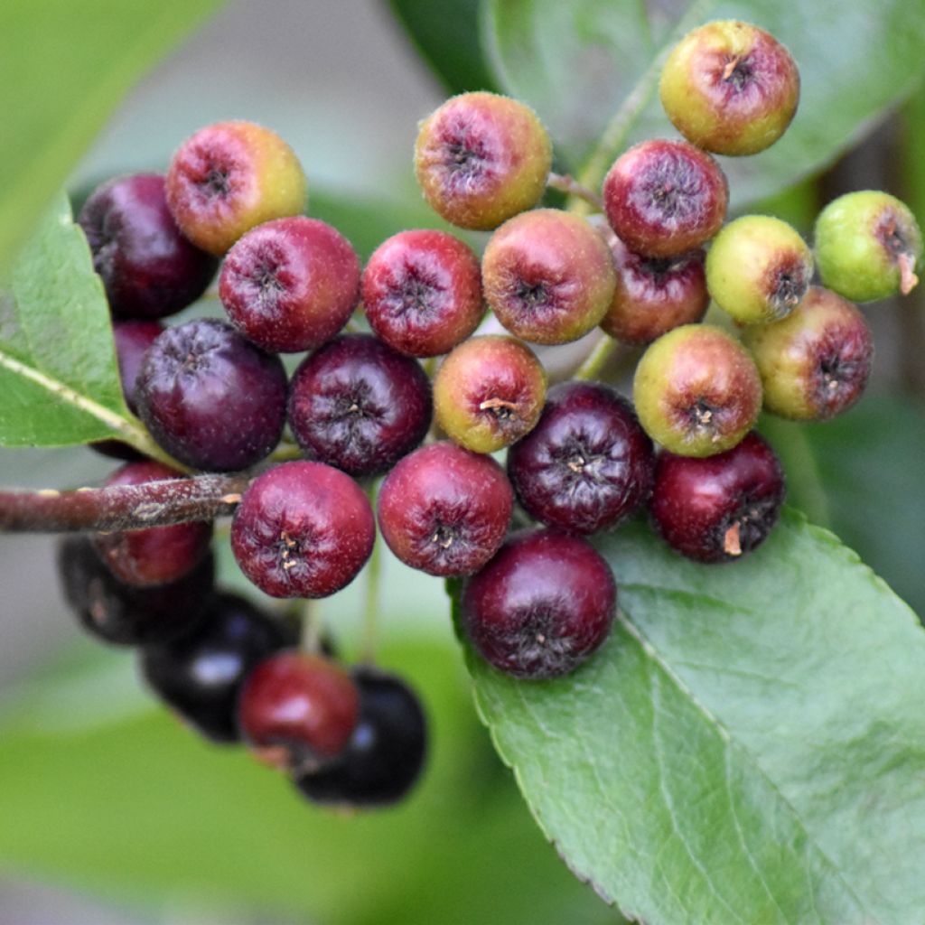 Pflaumenblättrige Apfelbeere Nero - Aronia