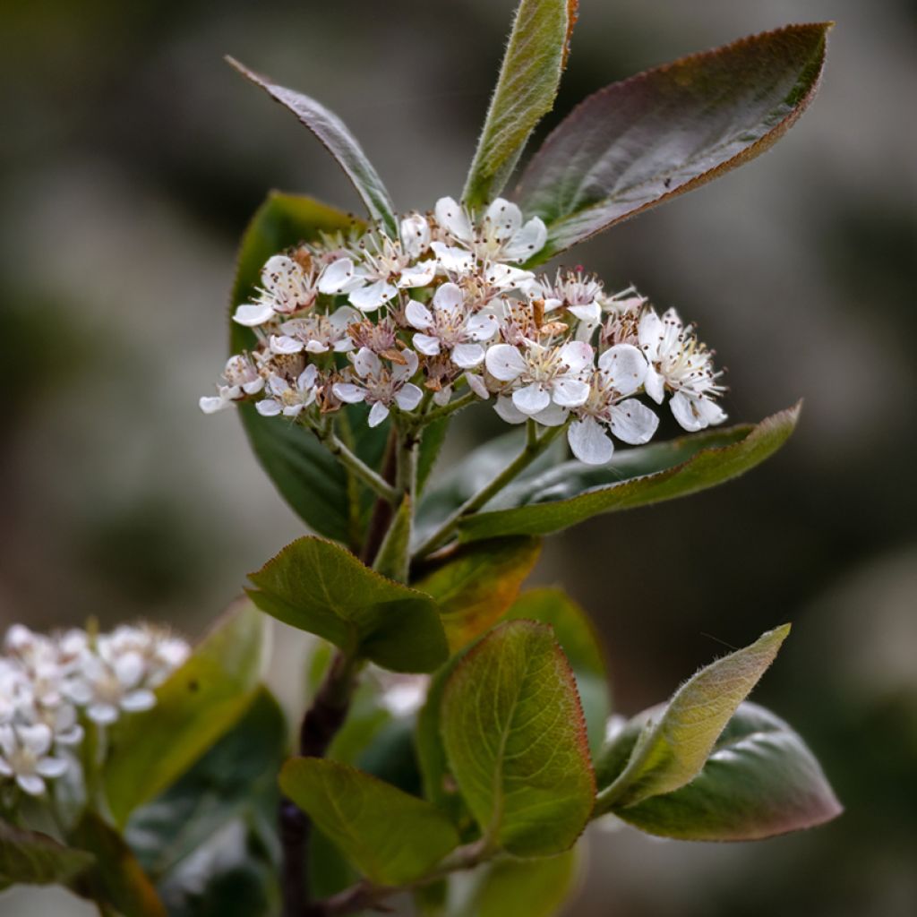 Pflaumenblättrige Apfelbeere Viking - Aronia