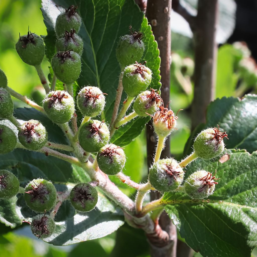 Pflaumenblättrige Apfelbeere Viking - Aronia