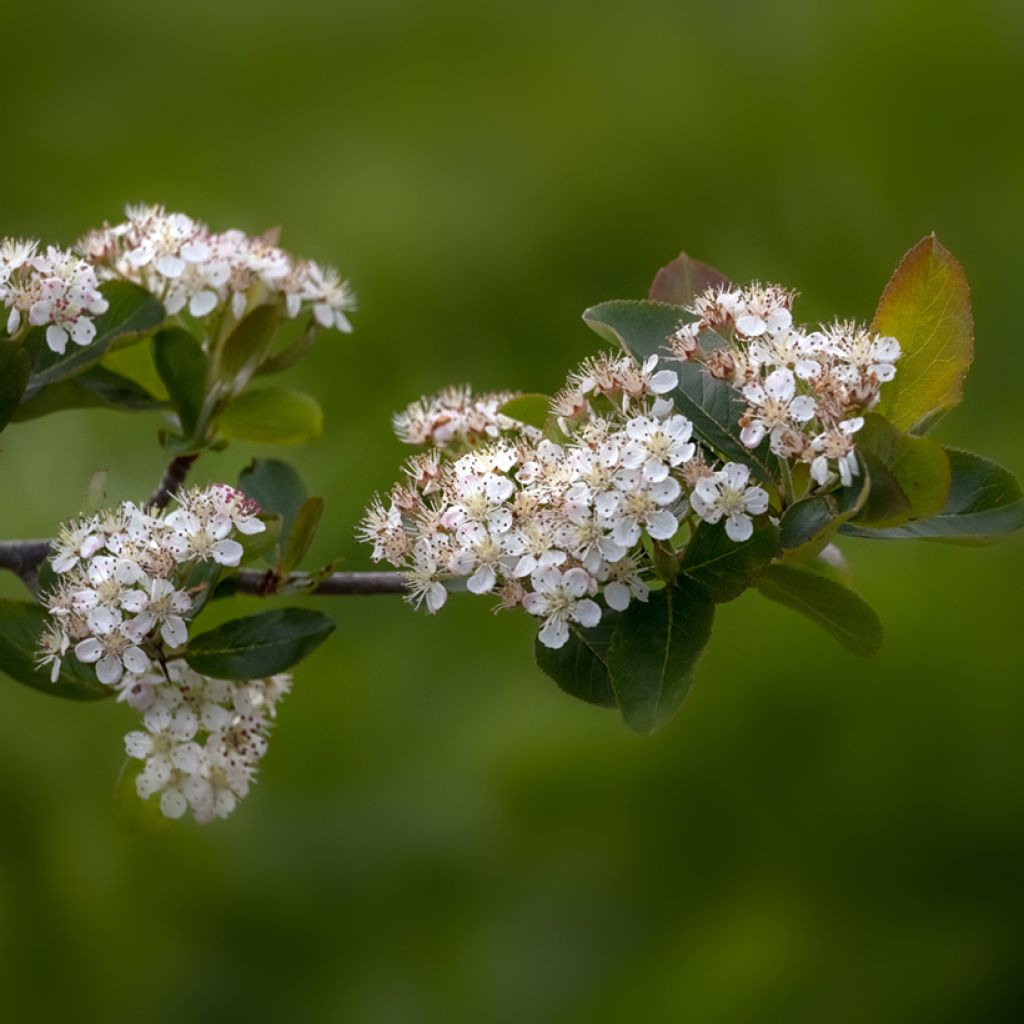 Pflaumenblättrige Apfelbeere Viking - Aronia