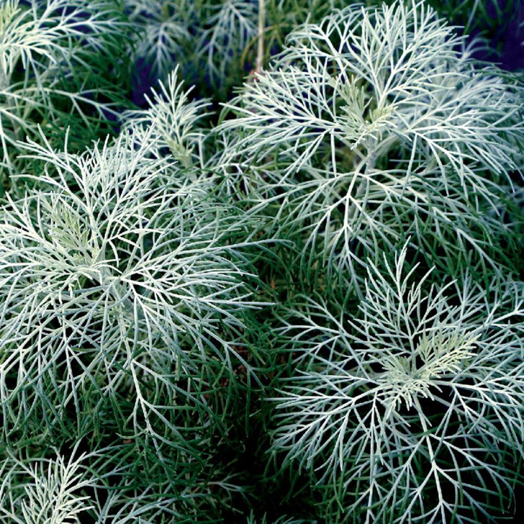 Artemisia mauiensis Makana Silver - Beifuß