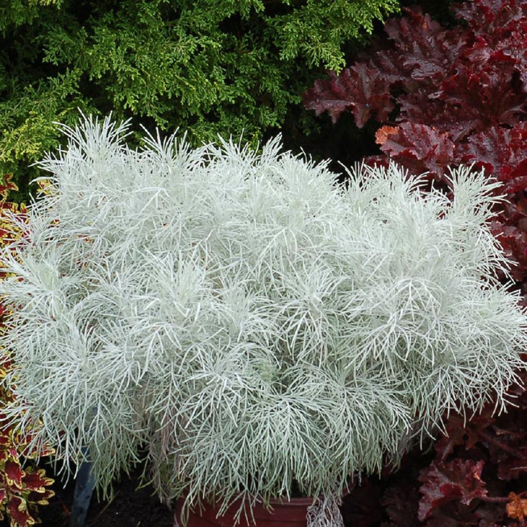 Artemisia mauiensis Makana Silver - Beifuß