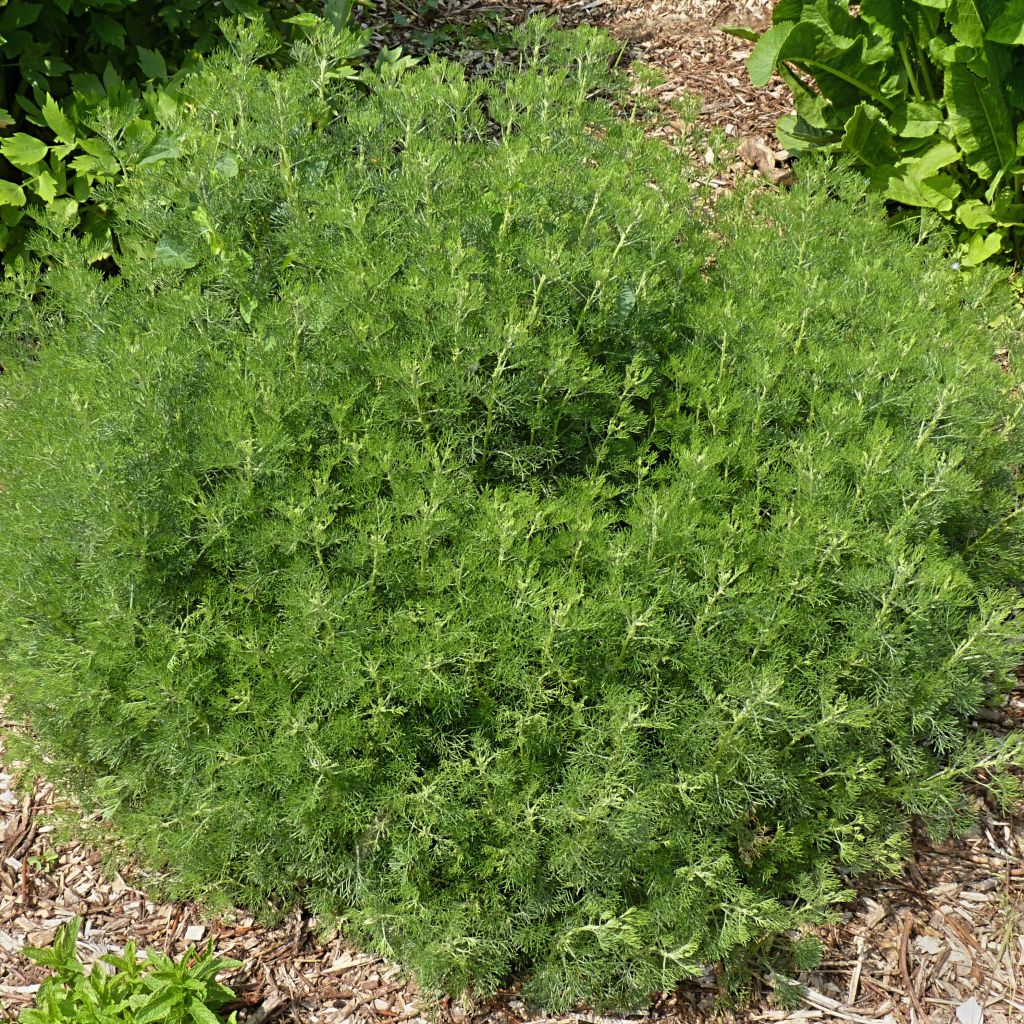 Eberraute - Artemisia abrotanum