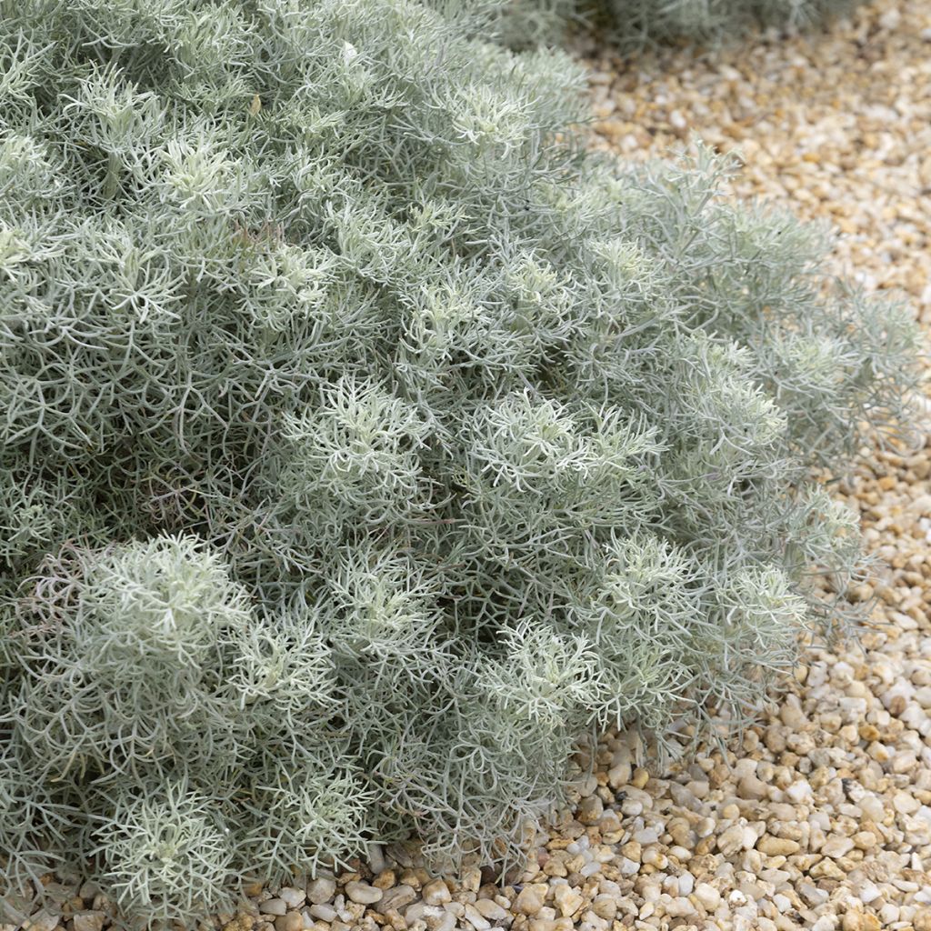 Kampferwermut Canescens - Artemisia alba