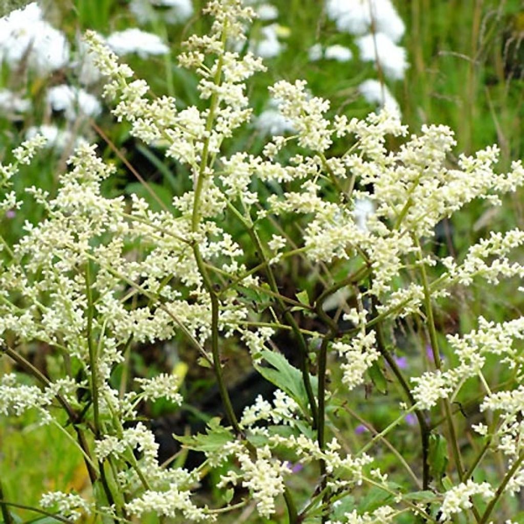 Armoise chinoise Jim Russel - Artemisia lactiflora