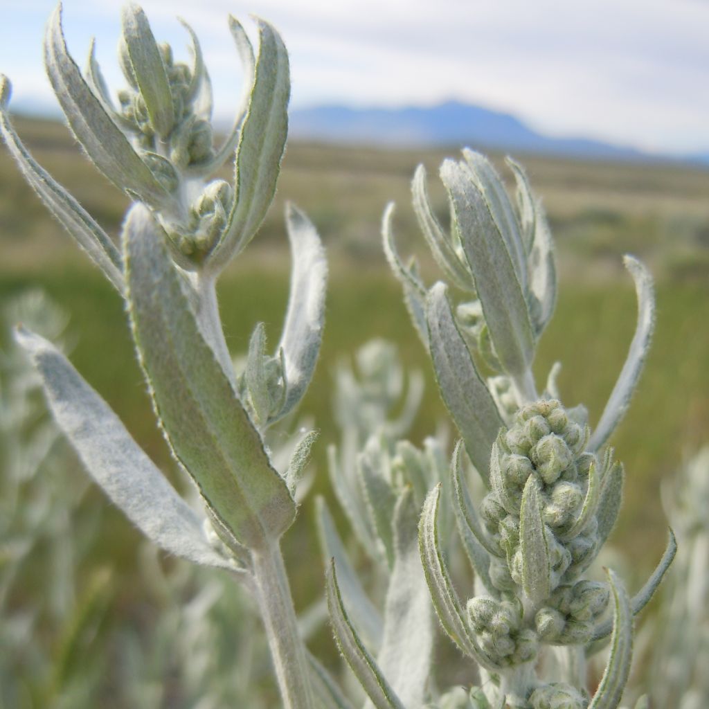 Silbriger Beifuß Latiloba - Artemisia ludoviciana subsp. latiloba