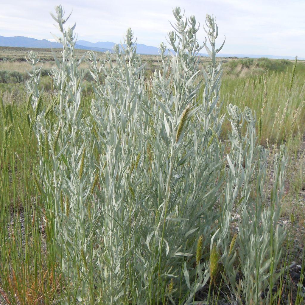 Armoise, Artemisia ludoviciana ssp. latiloba