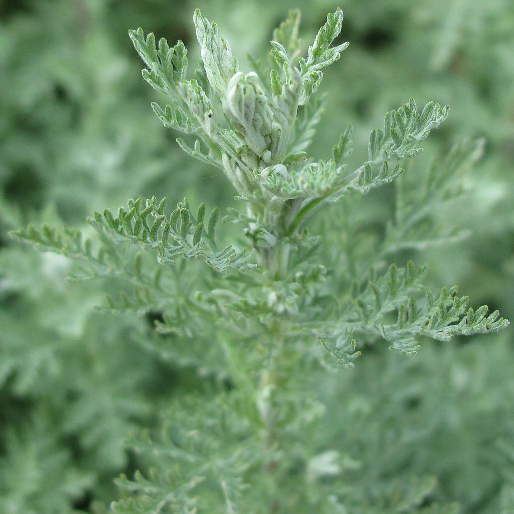 Römischer Wermut - Artemisia pontica