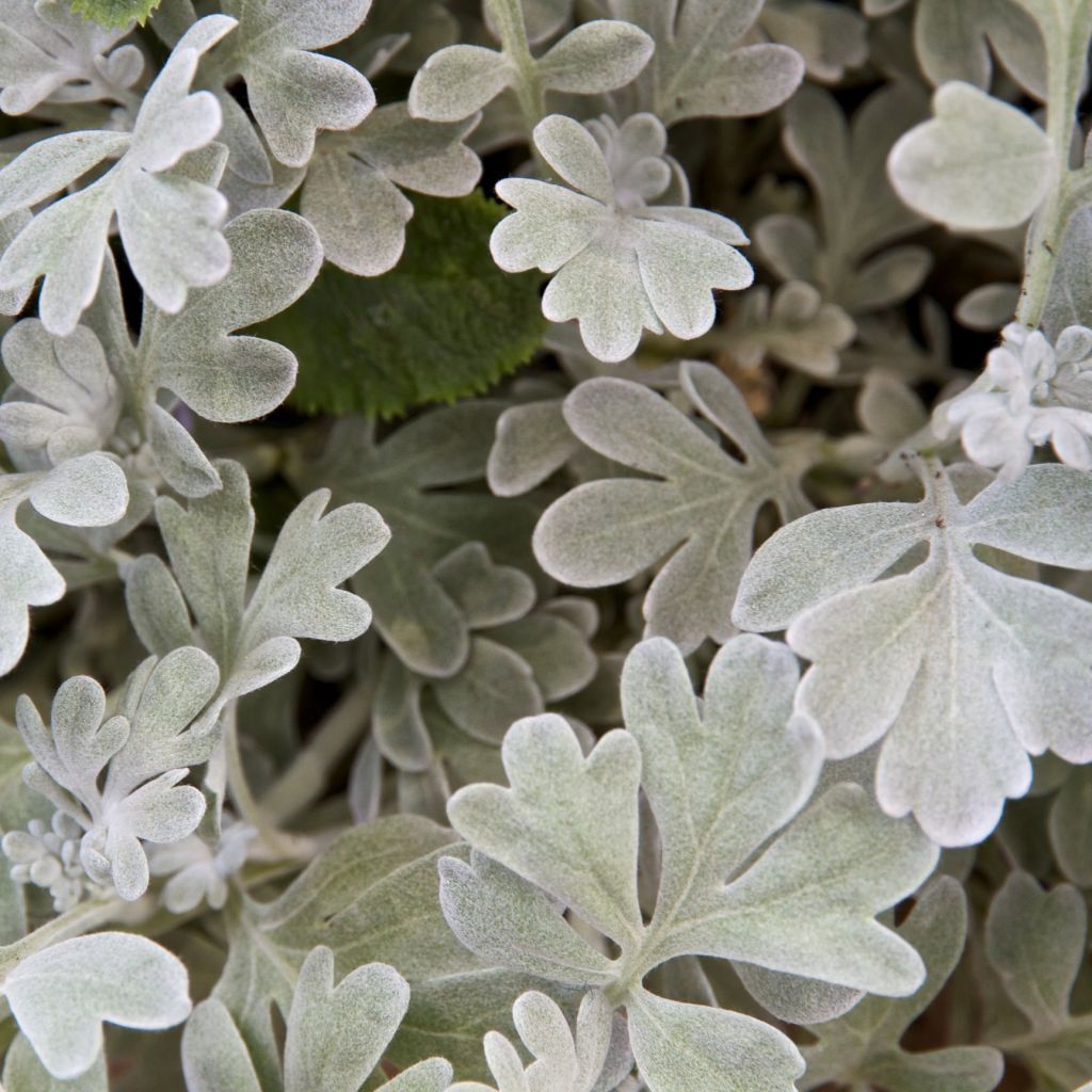 Silber-Wermut Boughton Silver - Artemisia stelleriana