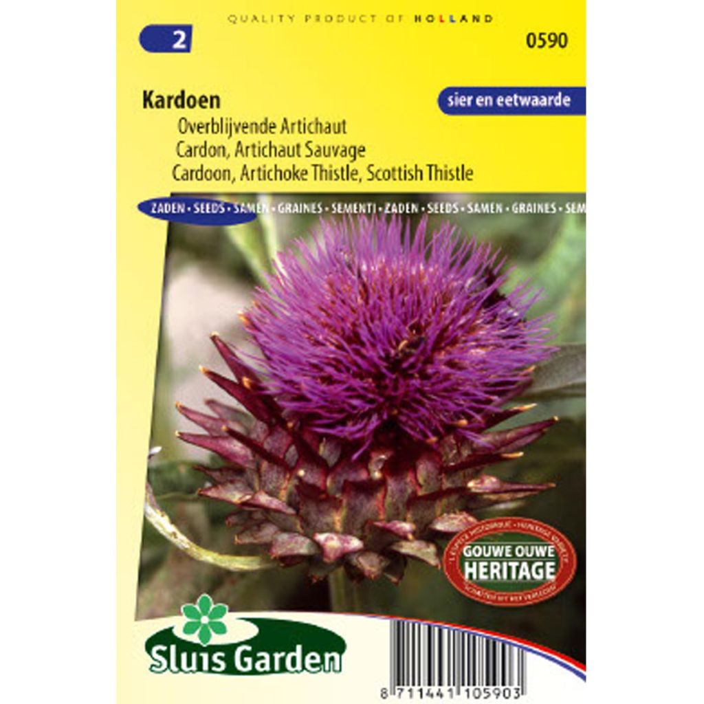 Wilde Artischocke Artichaut sauvage - Cynara cardunculus