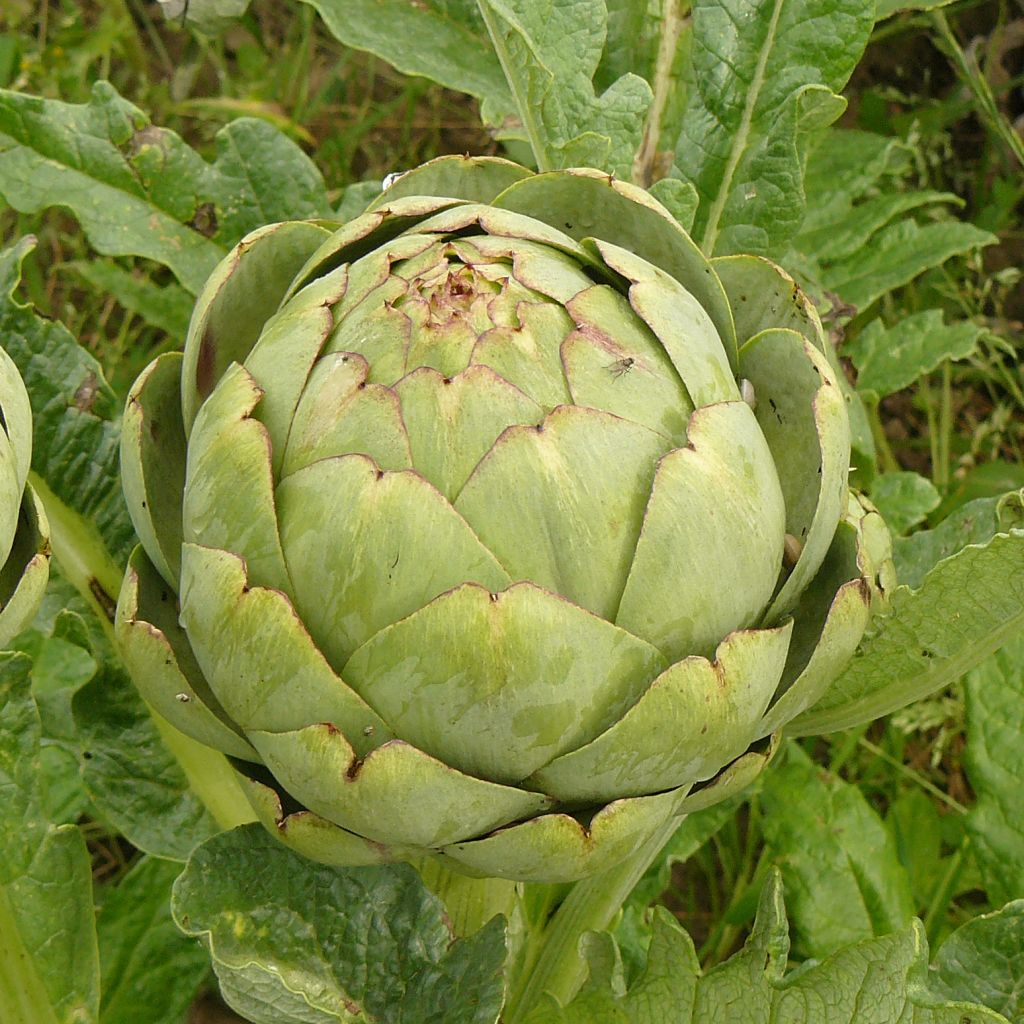 Artischocke Gros Vert de Laon