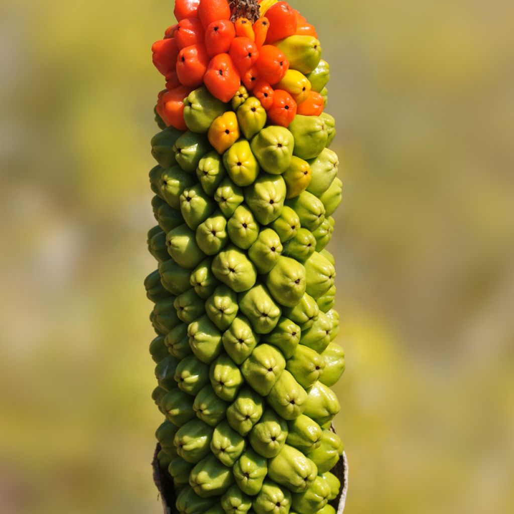 Arum dioscoridis - Arum de Dioscoride