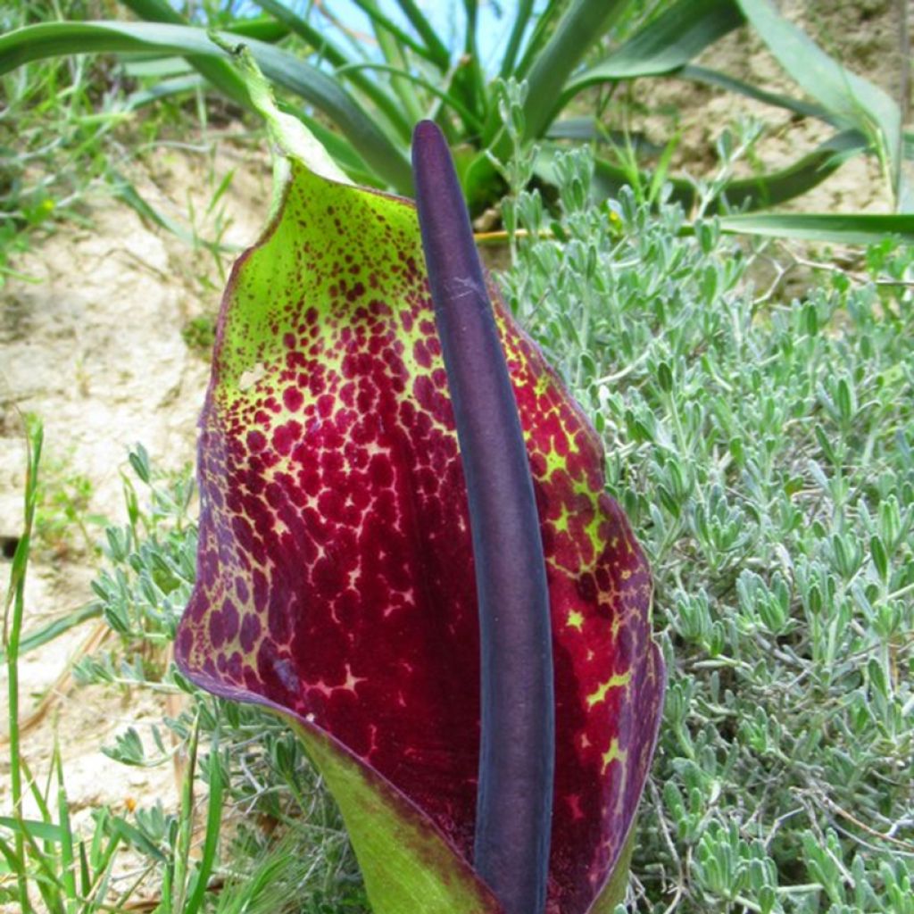 Arum dioscoridis - Arum de Dioscoride