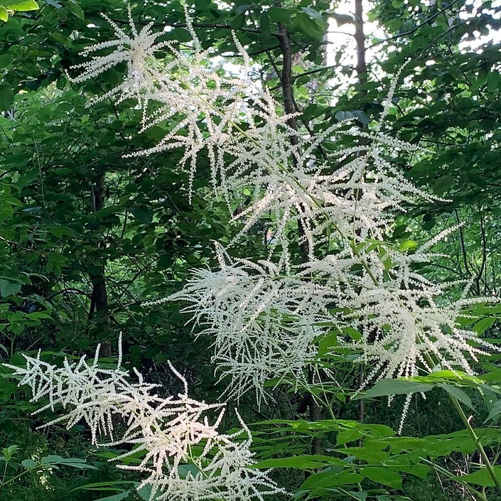 Aruncus Chantilly Lace - Geissbart