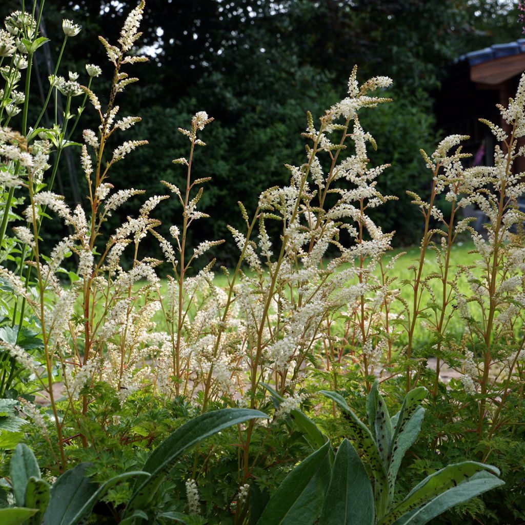 Aruncus aethusifolius - Zwerg-Geißbart