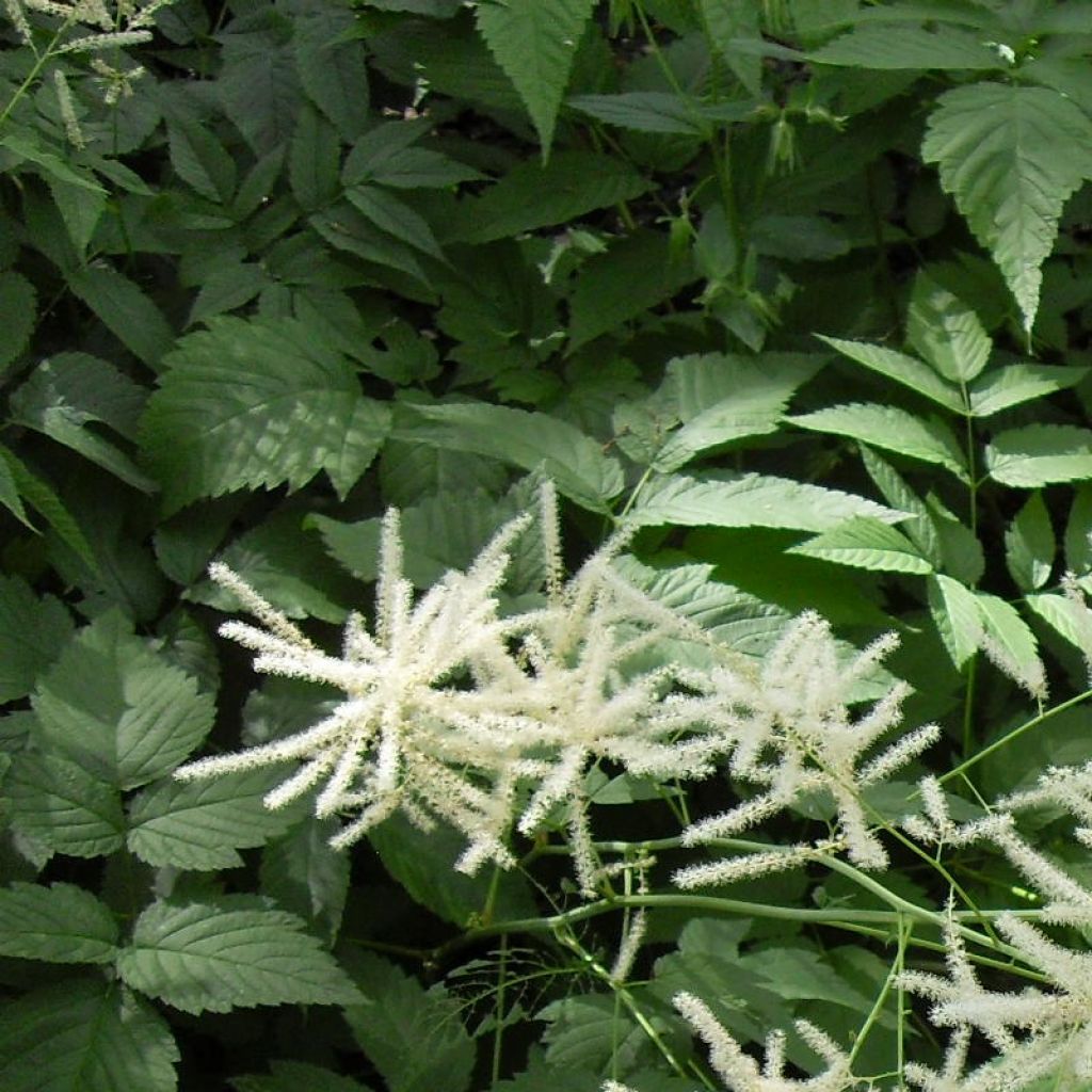 Aruncus dioïcus var. kamtschaticus - Wald-Geissbart