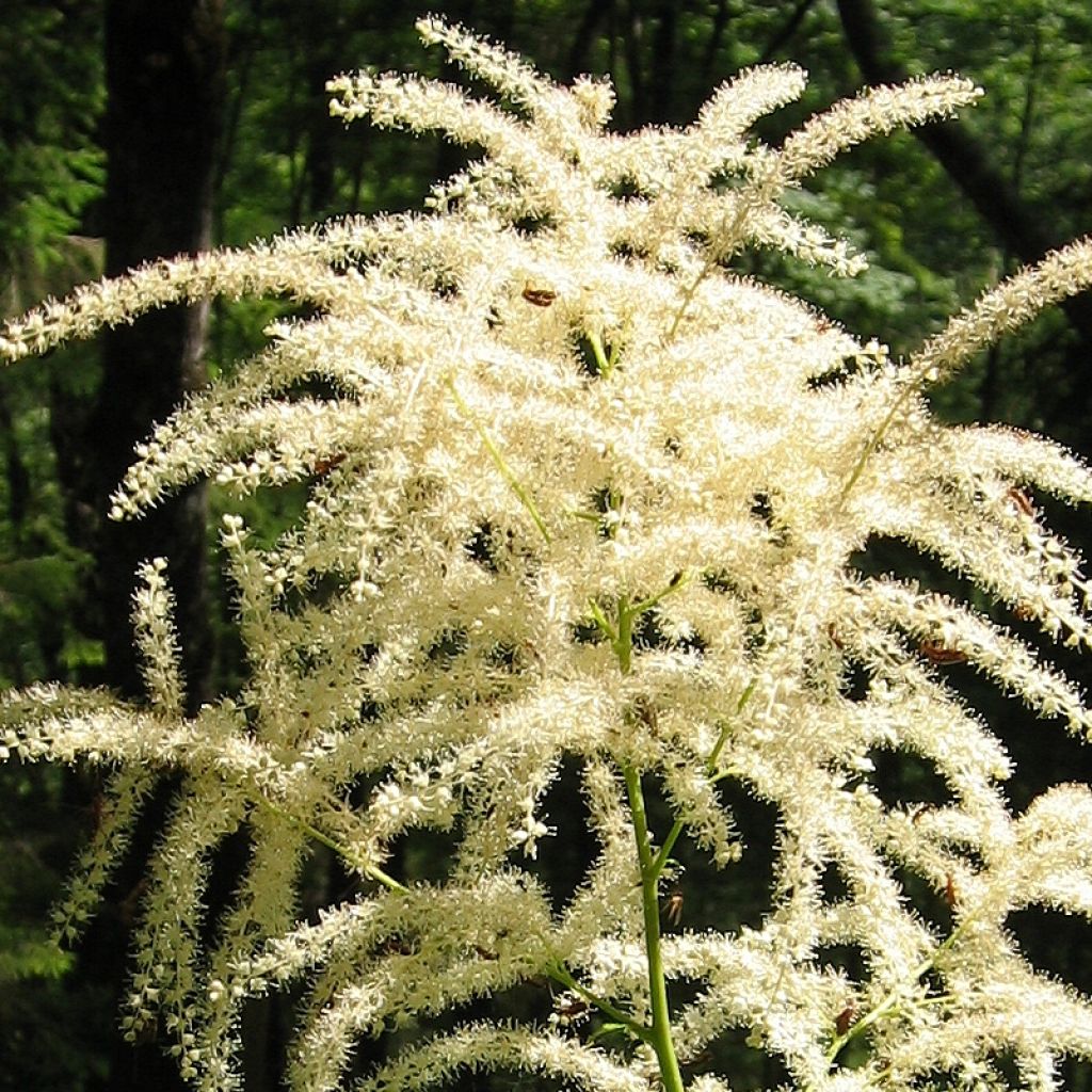 Aruncus dioïcus var. kamtschaticus - Wald-Geissbart