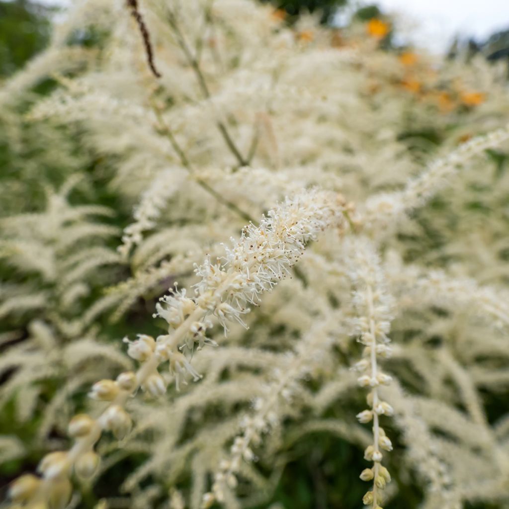 Aruncus dioïcus Kneiffii - Wald-Geissbart