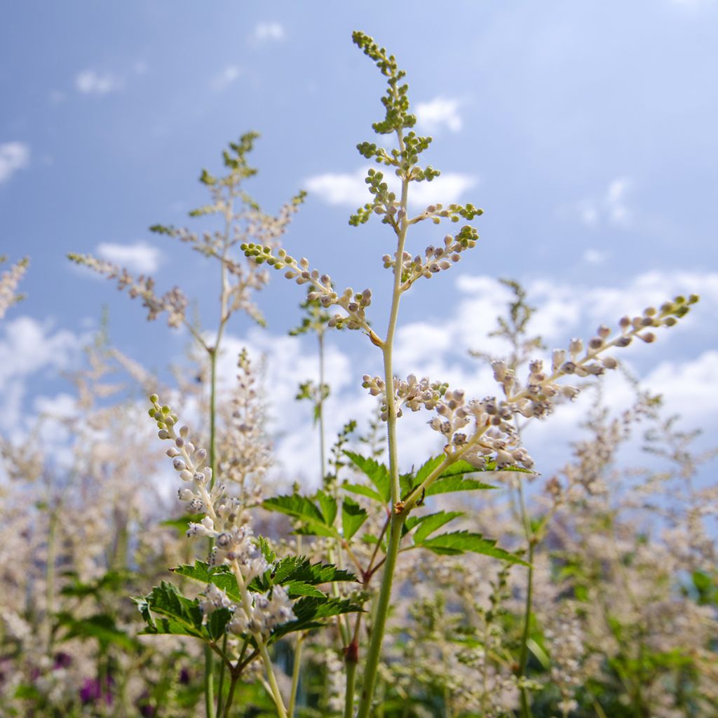 Aruncus Misty Lace - Geissbart