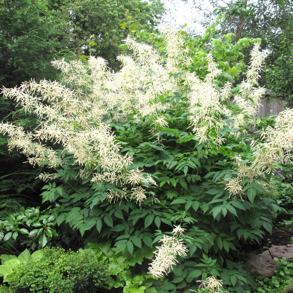 Aruncus sinensis Zweiweltenkind - Wald-Geissbart