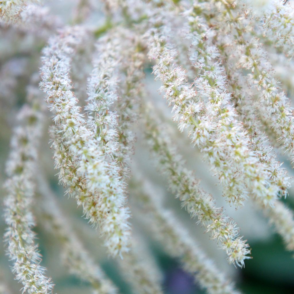 Aruncus sinensis Zweiweltenkind - Wald-Geissbart