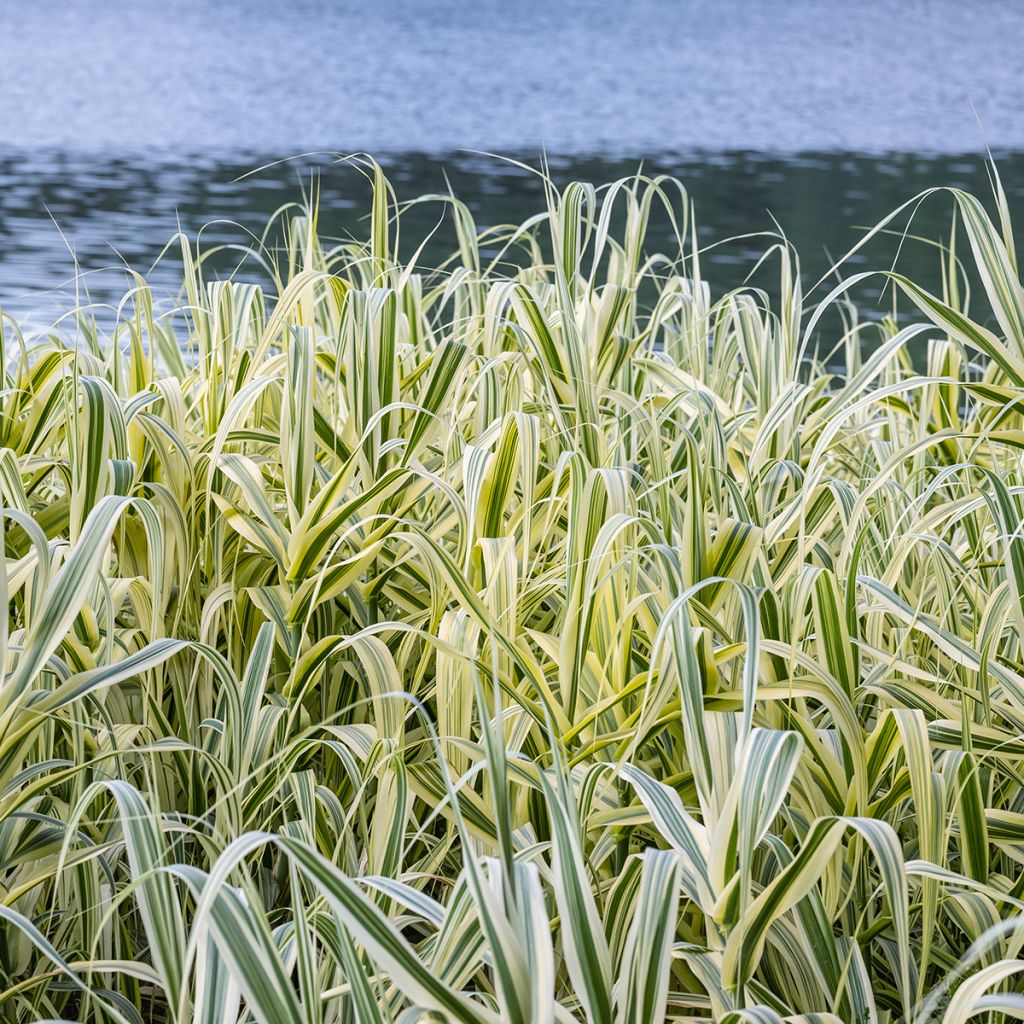 Arundo donax Ely - Spanisches Rohr