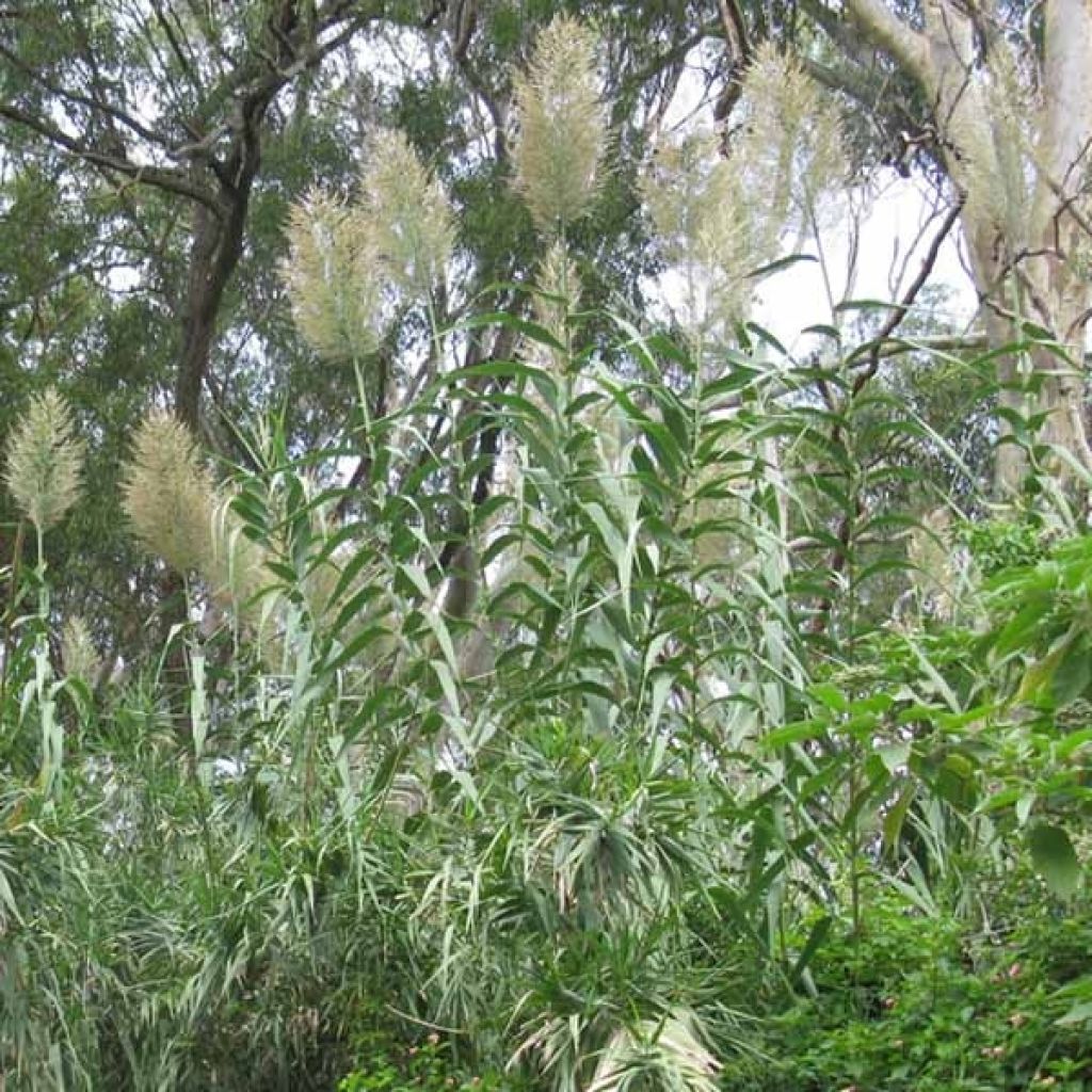 Arundo donax - Spanisches Rohr