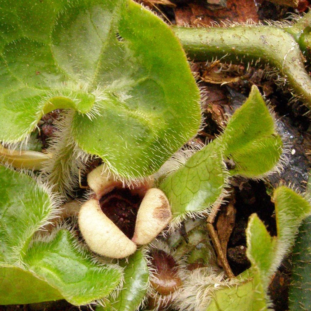 Asaret, Asarum pulchellum