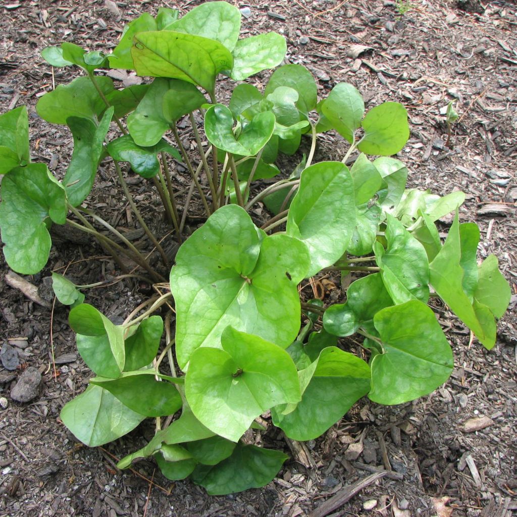 Asarum arifolium - Haselwurz